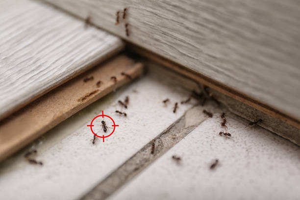 Best Spider Control Near Me  in Celina, TX