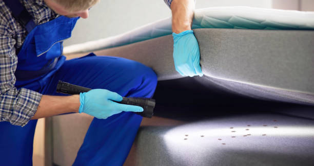 Wasp Removal Services in Celina, TX